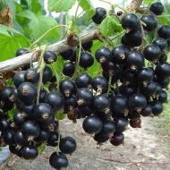 Саджанець Смородина Литвинівська в контейнері